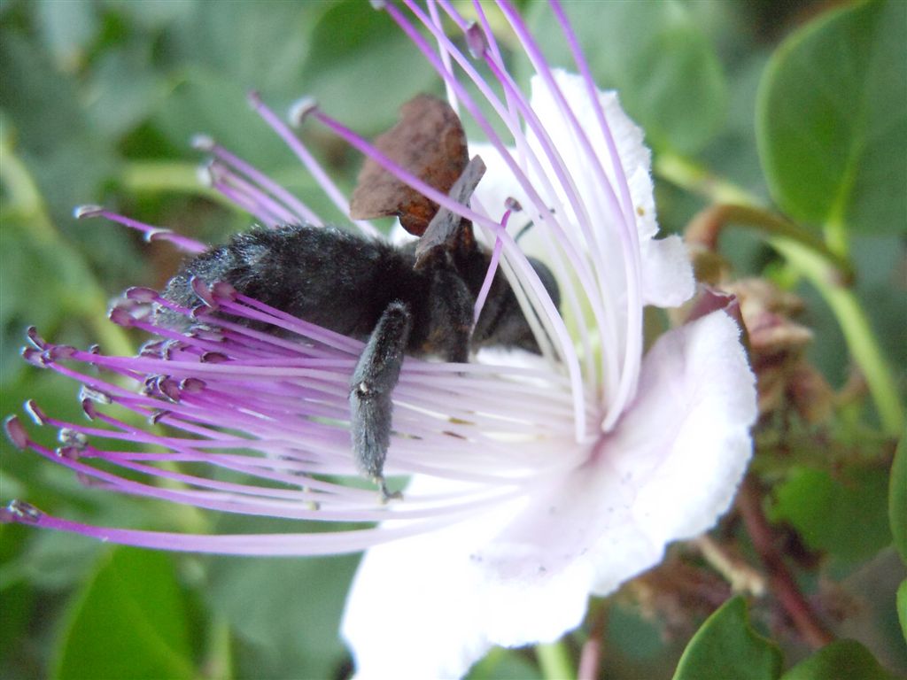 Xylocopa violacea su cappero